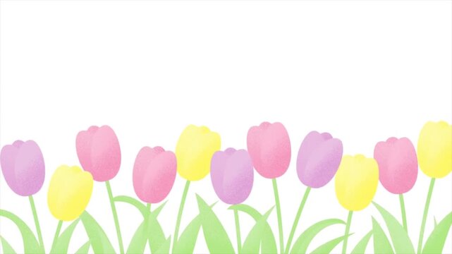 Beautiful colorful tulip flowers illustration on white background, spring floral border with pink yellow and purple tulips, garden nature landscape background 4k video