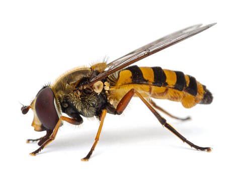 Close up of a hoverfly isolated on white background showing detailed features