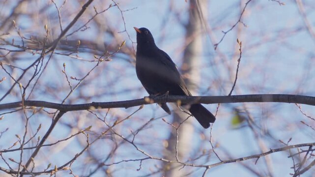 The common blackbird (Turdus merula). The bird perches on a tree branch in a spring forest.