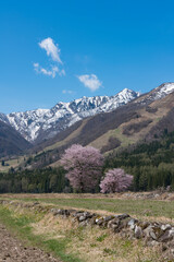 白馬村のHAKUBA47の桜と北アルプス © Yoshiyuki Furukawa