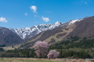 白馬村のHAKUBA47の桜と北アルプス © Yoshiyuki Furukawa
