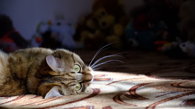 Close-up portrait of cute beloved cat, lounging, lying on back.  He is a sweet cat who enjoys attention. Relaxing on the floor and looking happy. funny pets. Calmness, peace, tranquil ambiance