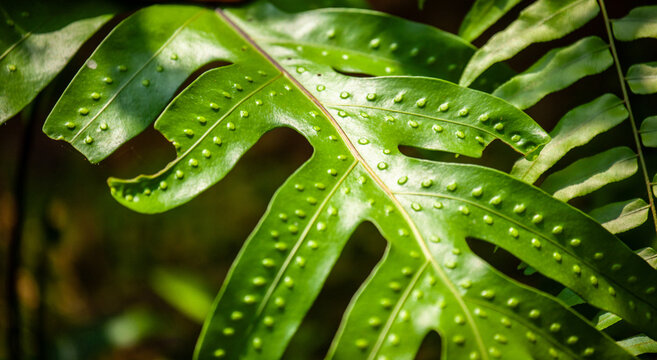 Top view of a green fern leaf showing bumpy sori on the surface. Tropical plant with unique texture and pattern in natural light. Botanical background for biology, nature, and gardening concepts.