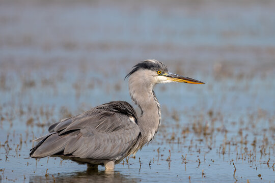 Grey heron (Ardea cinerea) hunting in a lagoon in the nature protection area Marais du Vigueirat in the Camargue, France.
