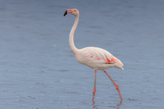 Greater flamingo (Phoenicopterus roseus) standing in the shallow water of a lagoon in the Camargue, France.