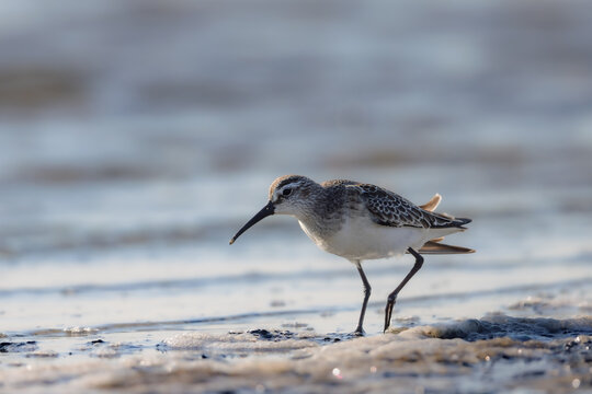 Curlew sandpiper (Calidris ferruginea) searching for food in a lagoon in the Camargue, France.