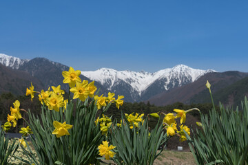 Fototapeta premium 駒ケ根の水仙と残雪の中央アルプス