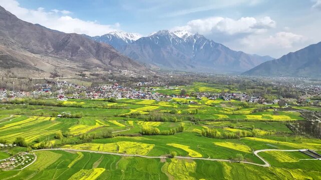 Wide aerial pullback over yellow farms and Himalayan mountains. A cinematic wide-angle aerial pullback over sprawling yellow farmlands and lush green valleys in Srinagar, India. 