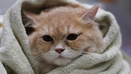 British shorthair cat © Bhojani