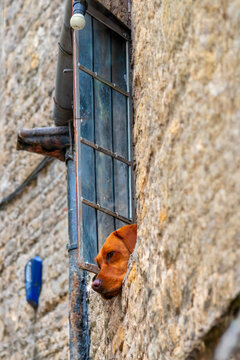 Cane alla finestra
