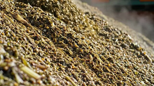 Close-Up Detailed Shot of Fermented Feed Texture Showcasing Freshness and Nutritional Value in an Agricultural Setting