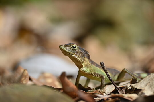 Close-up of Diploderma polygonatum ishigakiense (Okinawa tree lizard) in Iriomote Island, Okinawa, Japan