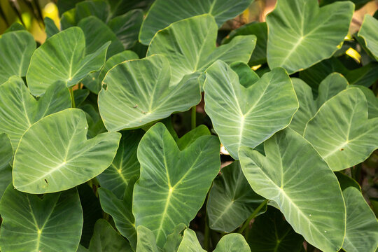 A dense group of large green heart shaped taro leaves growing in a garden.