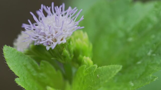 White Ageratum Flower Macro in Tropical Garden