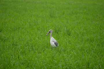 Obraz premium Asian open bill stork on farm field 