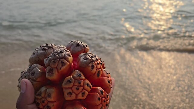 As tides come and go, this Hala fruit rests in hand&mdash;a sun-drenched gem often found scattered along the sandy shores of Kerala or the Andaman Islands. Its fiery segments mirror a tropical sunset.