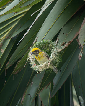 Baya weaver ( Ploceus philippinus) building its nest on a palm tree