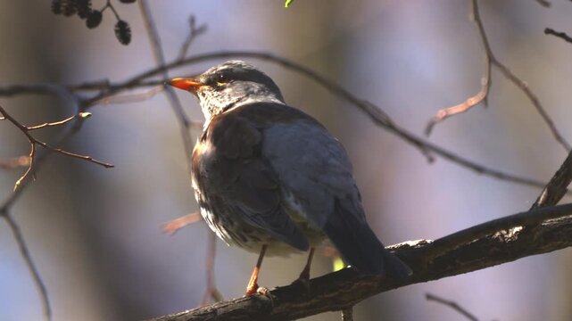 Fieldfare (Turdus pilaris)  sitting on a tree branch in a spring forest. Close-up.   Slow motion