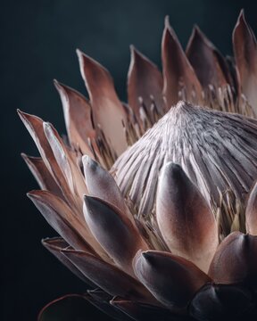 Exotic protea flower showcasing intricate petal textures and unique botanical structure with pink tones, perfect for luxury high end floral design and sophisticated fashion editorial concept