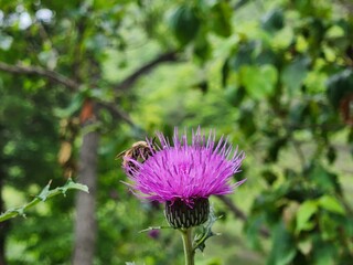 Honey bee on a purple thistle flower in the wild © Hazel