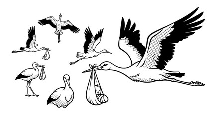 Naklejka premium Birds flying hand drawn with wings spread, assorted species silhouette on clean background for vintage nature branding