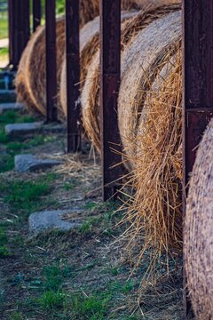 Round hay bales stored under a wooden canopy roof for horse feeding on a farm