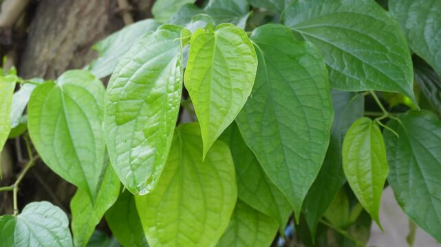 chui jhal vine medicinal spice plant
