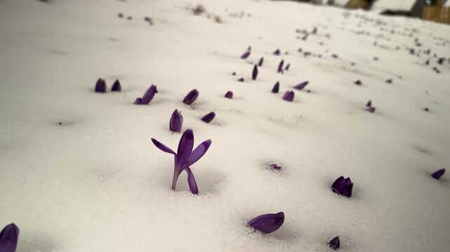 View from Mount Kukul to Hoverla and Petros peaks with purple crocuses in snow and shepherd huts. Spring landscape in Carpathian mountains, Ukraine. Scenic alpine meadow with flowers and wooden cabins