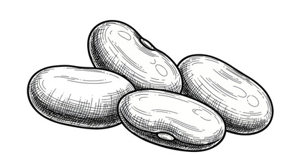 Hand-drawn sketch of kidney beans, isolated on white background, healthy food illustration © Dudung