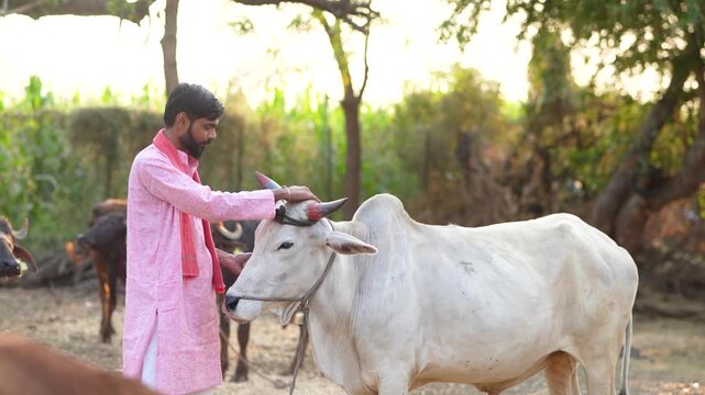 young indian farmer standing with buul at indian rural village