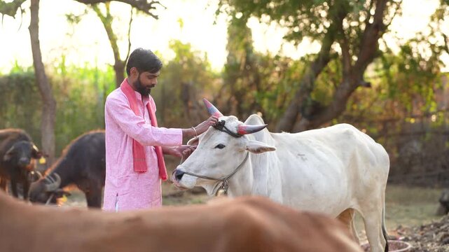 young indian farmer standing with buul at indian rural village