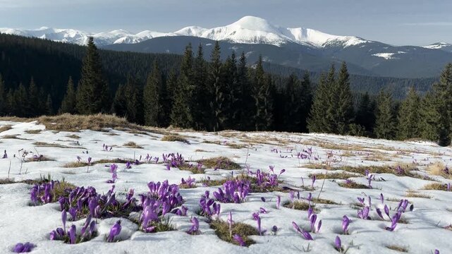 View from Mount Kukul to Hoverla and Petros peaks with purple crocuses in snow and shepherd huts. Spring landscape in Carpathian mountains, Ukraine. Scenic alpine meadow with flowers and wooden cabins