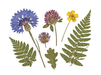 Fototapeta premium Isolated transparent PNG of various pressed flowers and dried botanical elements, including blue cornflower, clover.