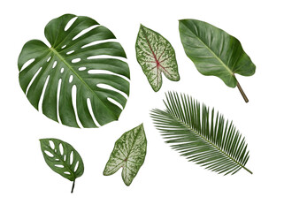 Lush tropical leaves collection: Monstera, Caladium, Philodendron, and palm on transparent background. © HOAI PHAM