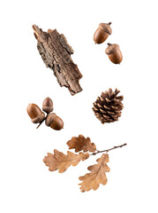 Autumn forest elements collection with oak leaves, acorns, pine cone, and bark on transparent. © HOAI PHAM