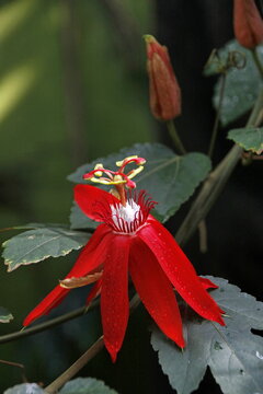 Rote Passionsblume (Passiflora vitifolia)