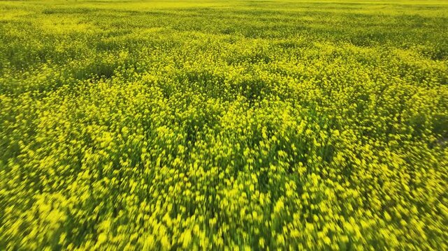 Fast, low-altitude forward drone flight skimming just above the blooming yellow mustard crop in the Kashmir Valley. 