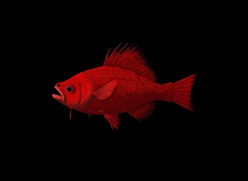 fantasy surreal red herring design on a plain black background