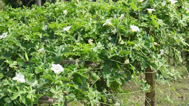 ivy gourd vine
