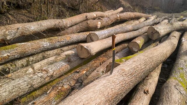 Vintage forestry tractor with massive wheels and snow chains in Carpathian mountains. Industrial logging equipment left in the forest. Heavy machinery for wood transportation and timber industry.