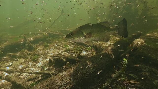 Young male largemouth bass - Micropterus salmoides - guarding a dense swarm of newly hatched fry just after egg hatching in shallow freshwater habitat.