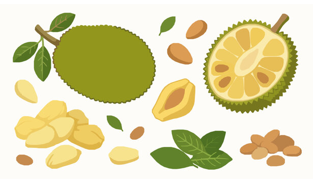 Minimal jackfruit vector whole sliced tropical fruit illustration