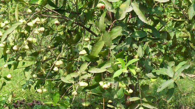 Water apple fruit tree