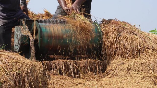 Farmers threshing ripe paddy with rolling machine