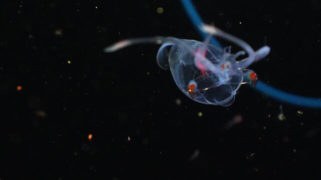 Dynamic macro tracking shot of a transparent glass squid showing colorful internal organs, digestive gland, and tiny suckers on its tentacles during a blackwater dive in the dark ocean