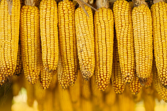 hanging corn cobs background yellow dried maize ears closeup in rustic barn or farm market concept of agriculture, harvest, traditional storage, autumn season