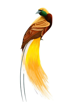 Detailed digital art of Greater Bird of Paradise, Indonesian exotic bird.