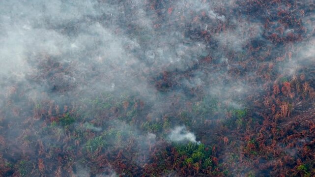 Smoke drifts over burning forest canopy. Trees show signs of destruction and fire. Green patches remain untouched by flames