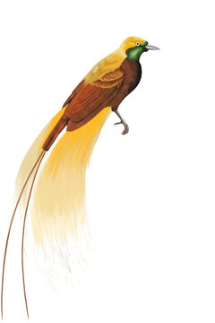 Cendrawasih bird with vibrant yellow plumage, Greater Bird of Paradise art.