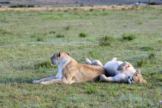 View of two lionesses resting in the green savanna grass of Kruger National Park with one lion lying on its back and the other looking across the plains Hoedspruit, Limpopo, South Africa.